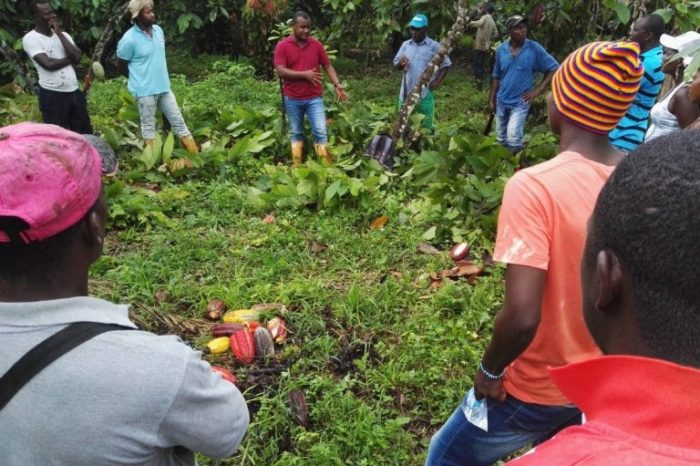 Cultivos tradicionales reemplazan a la coca en Tumaco