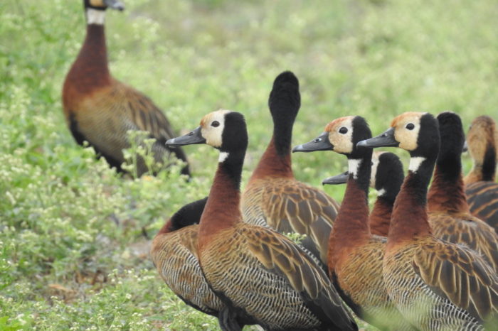 Aves encontraron su paraíso en cultivos de arroz orgánico