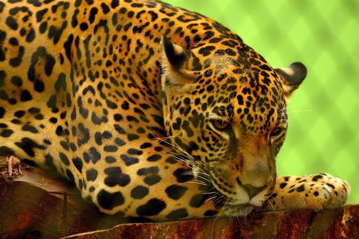 Jaguar ha perdido cerca del 50% de su rango histórico de distribución