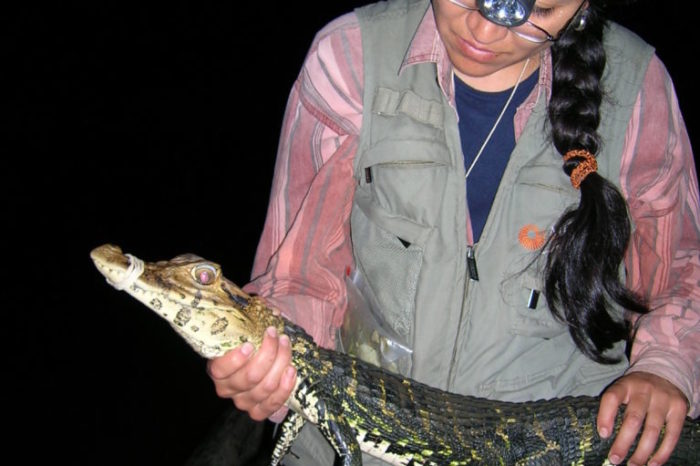 En Bolivia, aunque hay veda de caza, persiste el tráfico ilegal de caimanes