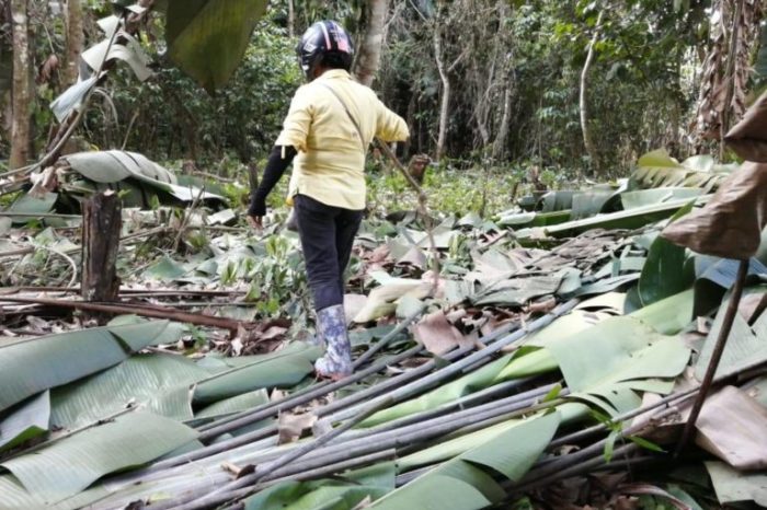 Invasiones y contaminación destruyen humedales en Leticia