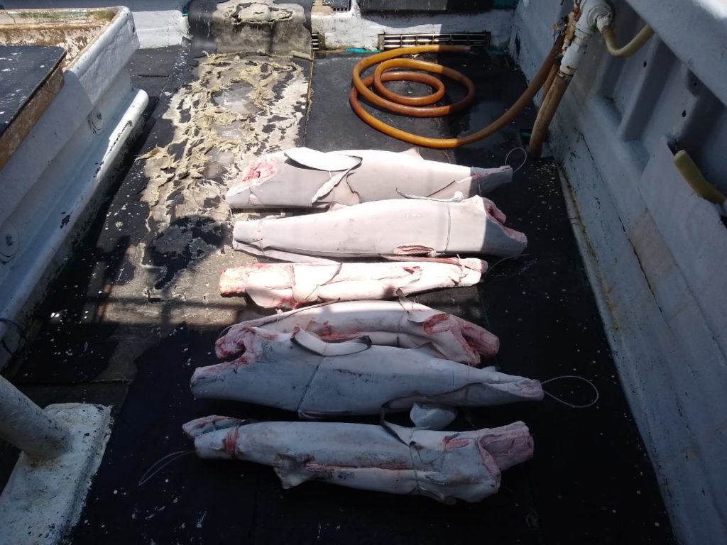 Algunos de los tiburones desembarcados hace unos años y ahora congelados mientras la Autoridad Nacional de Acuicultura y Pesca (Aunap) define el destino de la carga. Foto: Archivo particular. 