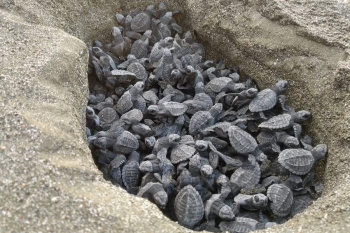 Temporada de anidación de tortugas en el Pacífico
