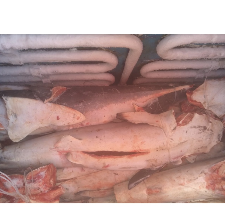 Aleta y cuerpos de tiburón en la bodega del barco Haleluya a su llegada a puerto, años atrás. La normatividad colombiana indica que las aletas por pesca incidental deben estar pegadas a los cuerpos. Foto: Archivo particular. 