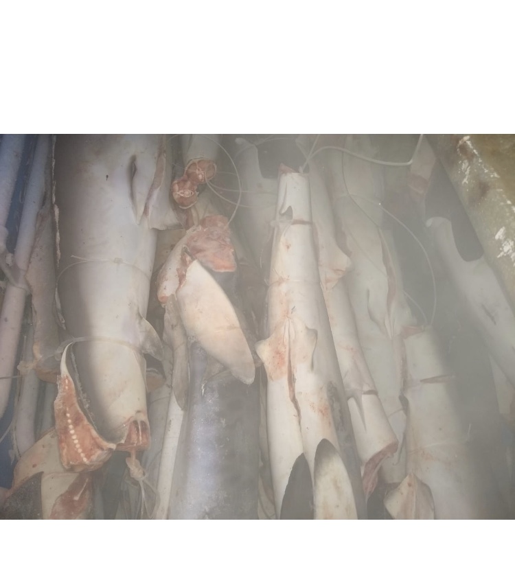Tiburones extraídos en faena de pesca en el Caribe, de los cuales solo quedan las aletas, los cuerpos fueron comercializados. Foto: Archivo particular.