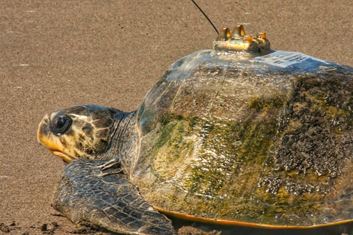 Tortuga con un marcador satelital/UNAM