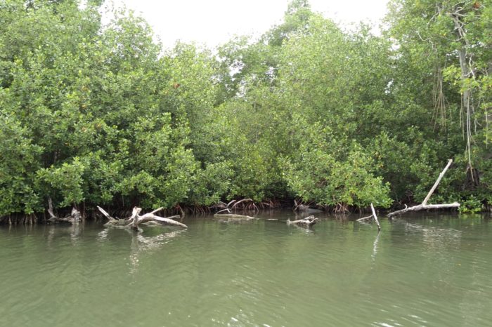 Ignacia de la Rosa, la guardiana mayor de los manglares
