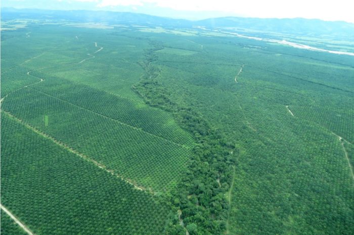 ‘Un desierto verde’: mamíferos afectados por palma aceitera