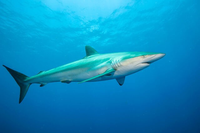 Carcharhinus falciformis – Tiburón sedoso Tomado de: https://animalplanetsthemostextreme.fandom.com/wiki/File:Silky_Shark.jpg 