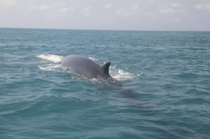 La ballena de aleta que sorprendió en el Parque Corales del Rosario