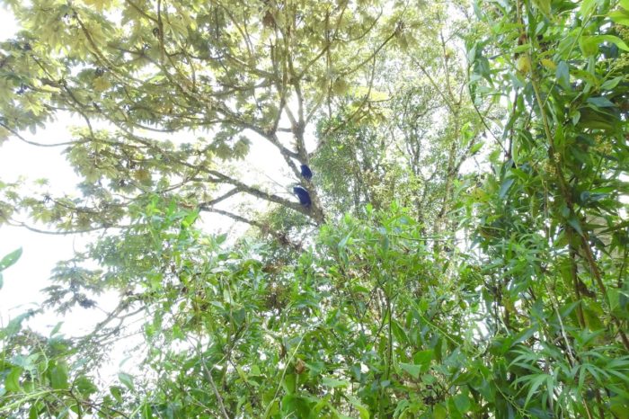 Osos de anteojos en el Cerro Banderas, Santa María, Huila