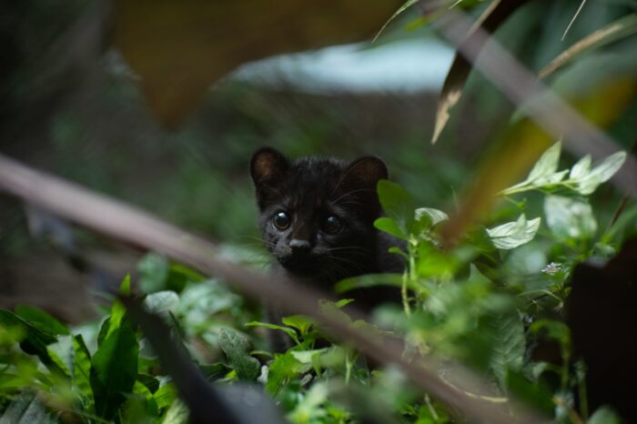 Liberan tigrilla lanuda en reserva forestal de Antioquia