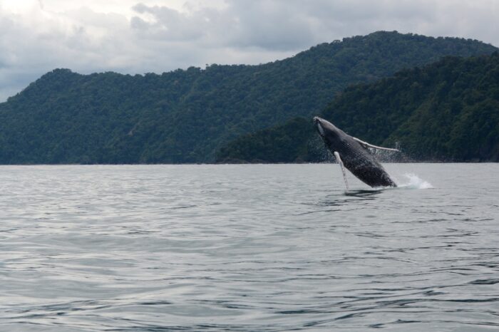 Ballenas y ballenatos ya están en la ensenada de Utría