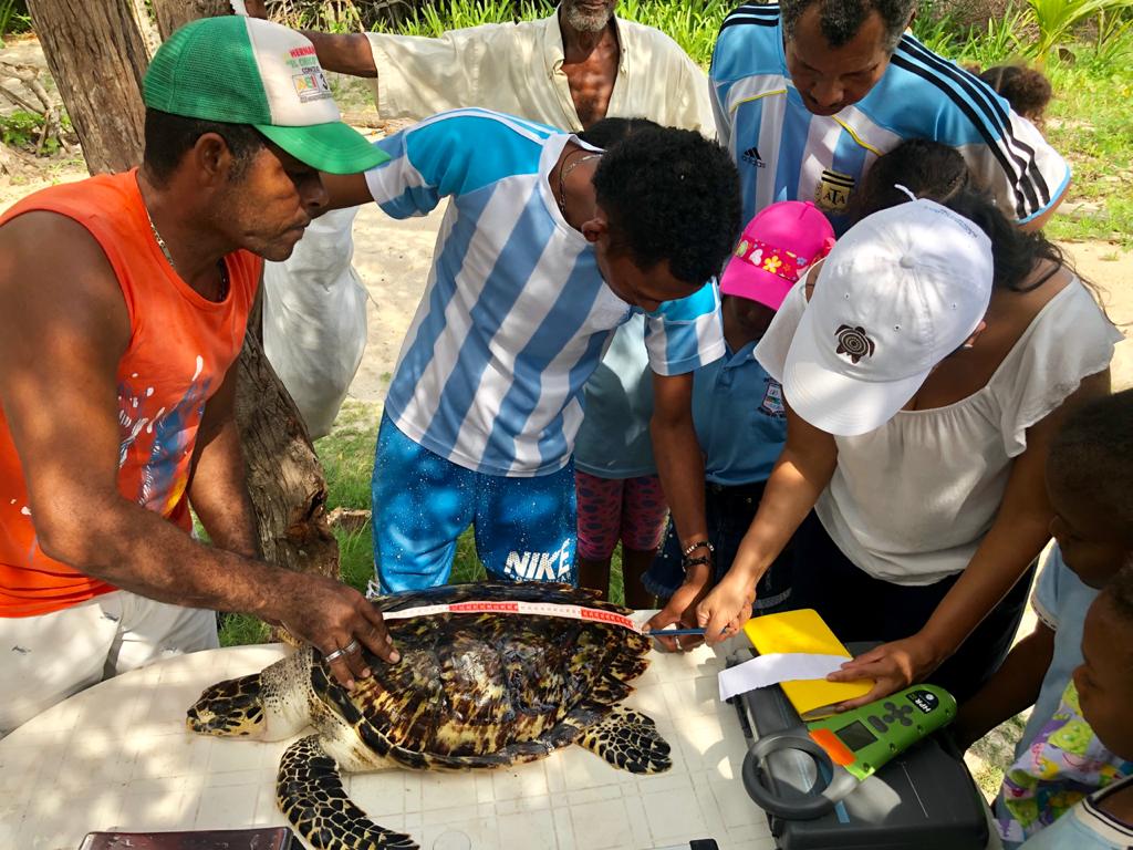 Una de las estrategias de Tortugas del Mar para combatir el tráfico de tortuga carey es instruir a pescadores, artesanos y comerciantes sobre la urgencia de proteger a esta especie que se encuentra en peligro crítico de extinción. 
