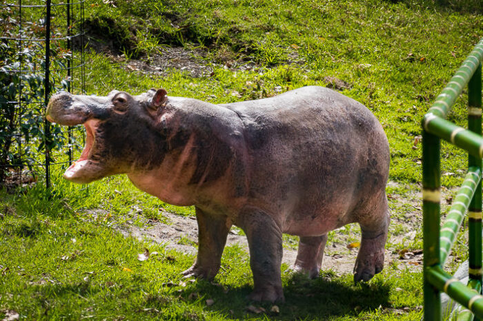 “El manejo de los hipopótamos debe ser con la razón y no con el corazón”