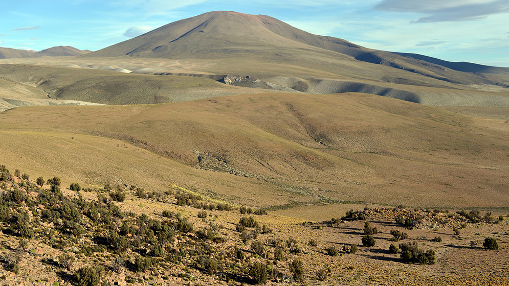 Bosque de Polylepis en el Altiplano de Bolivia. Estos pequeños árboles centenarios han sido una especie clave para extender las reconstrucciones climáticas en regiones tropicales. Foto: Ricardo Villalba.