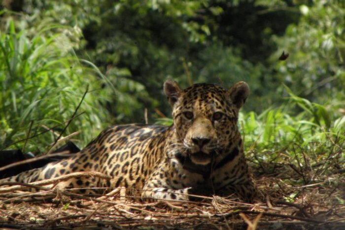 “El yaguareté o jaguar está ecológicamente extinto en el Chaco”