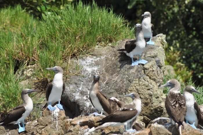 Las poblaciones de aves más abundantes del Parque natural Gorgona