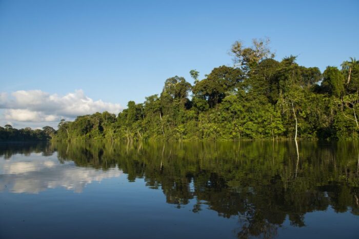 Informe Planeta Vivo: América Latina y el Caribe enfrentan reducción de especies