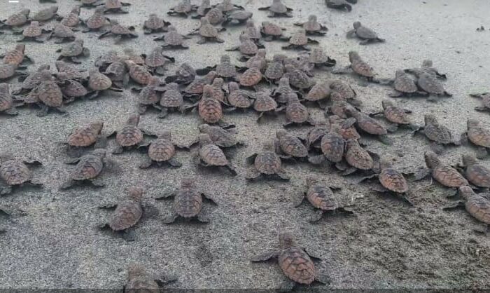 Tortuguillos se hacen a la mar en Acandí, Chocó