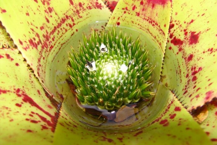 Así impacta el cambio climático en los ecosistemas de agua dulce neotropicales