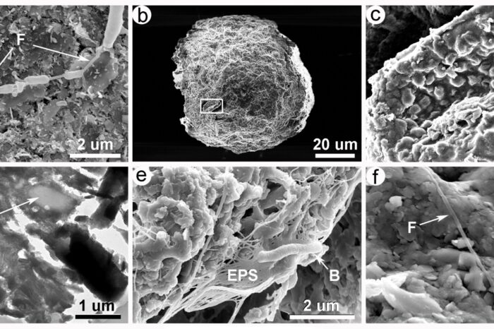 Las bacterias viajan de un continente a otro en polvo atmosférico