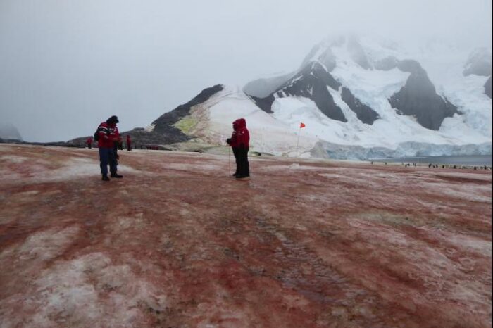 Algas que crecen en la nieve aumentan deshielo en la Antártida