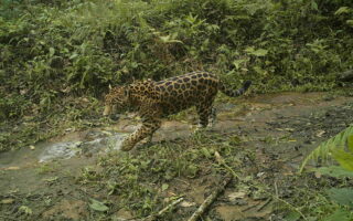 Fuertes incendios en la zona alta de la Sierra Nevada de Santa Marta, llevaron a que el jaguar se concentrara en la zona cafetera. Foto: ProCAT. redprensaverde.org