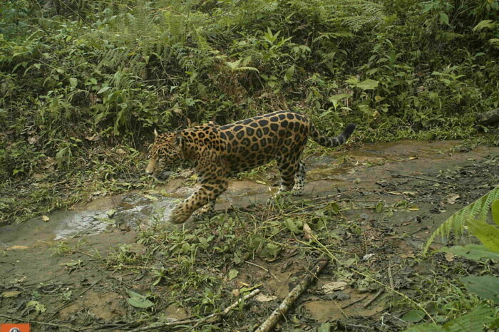 ¿Cómo el jaguar se ganó un lugar en el POT de Santa Marta?
