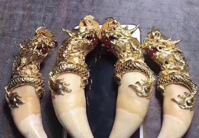 Tres grupos criminales internacionales controlan el tráfico de jaguares