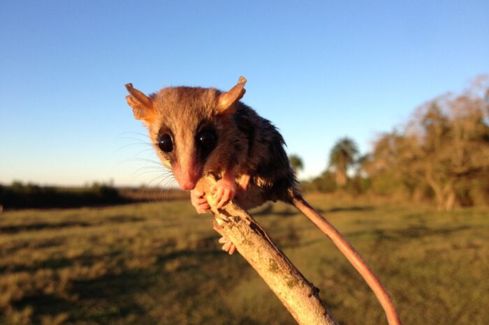 La deforestación está estresando a los mamíferos