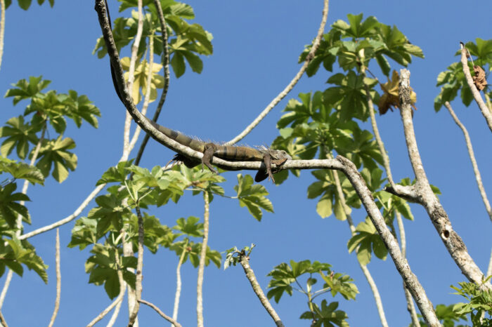Alerta por maltrato y tráfico de fauna durante la Cuaresma