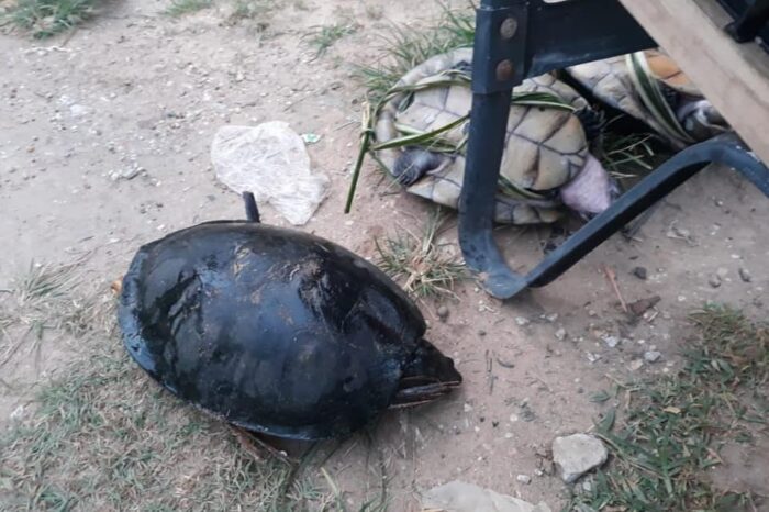 El comercio de carne de monte en Inírida, ¿problemática u oportunidad?