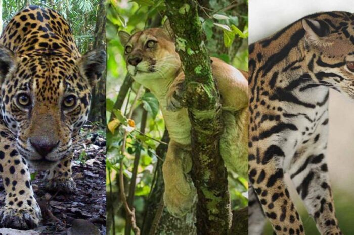 Llamado a conocer y cuidar los felinos de Colombia