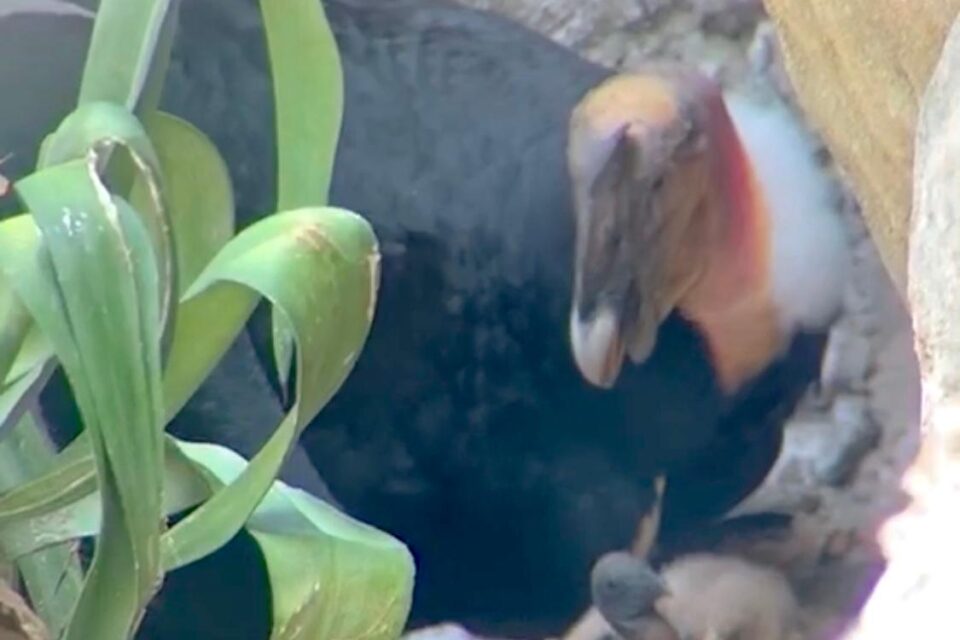 Polluelo de cóndor Aviario Nacional - redprensaverde.org