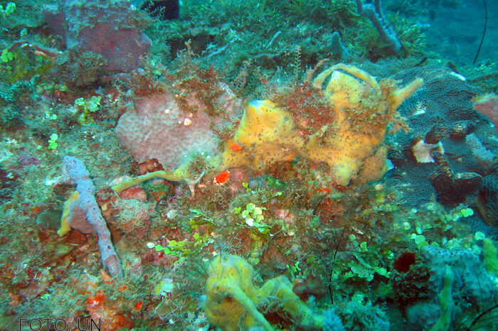 El mar Caribe contiene microorganismos con potencial para combatir plagas