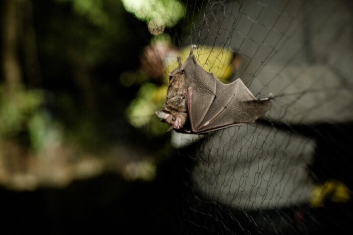 Evalúan estado de amenaza de mamíferos en Colombia