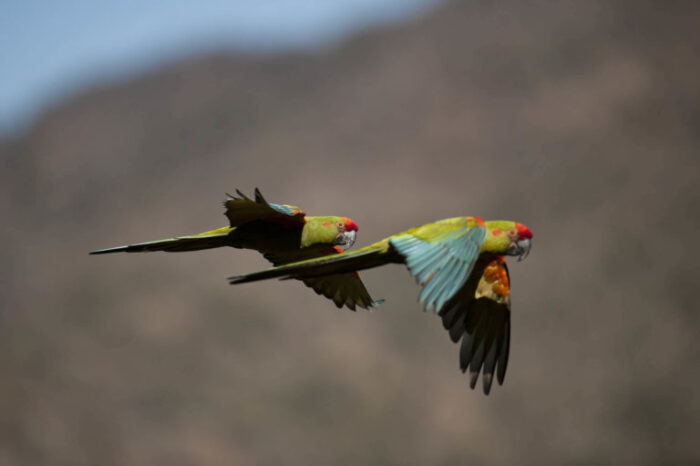 Día de la Diversidad Biológica: conservar y restaurar solo en áreas protegidas no es suficiente