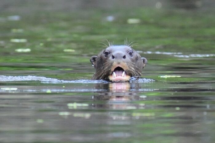 Actualizan Lista Roja de Mamíferos de Colombia, después de 15 años