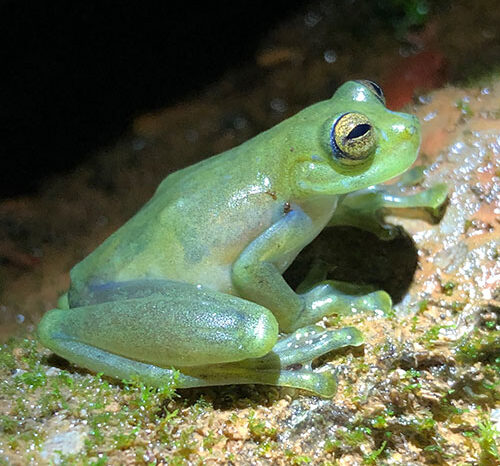Rana de cristal 'baila' para atraer atención de hembras en hábitat ruidoso