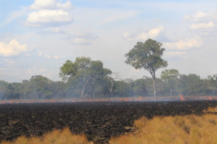 El efecto negativo de los incendios sobre los pequeños mamíferos de la Orinoquia