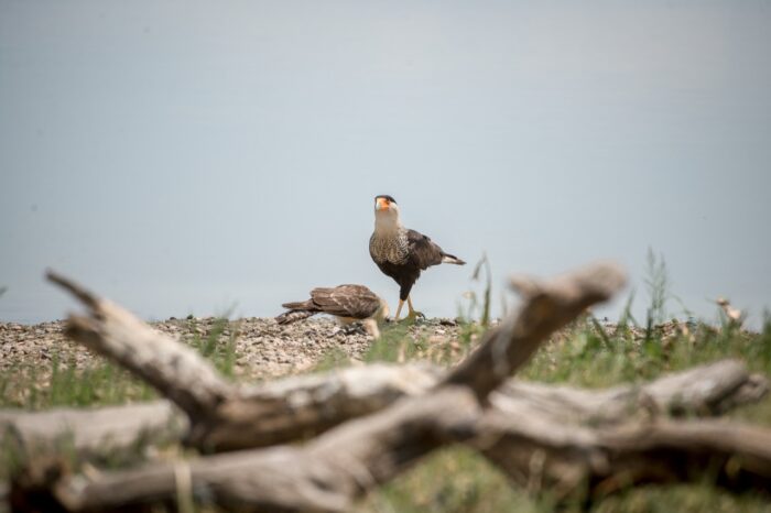 El país de las aves