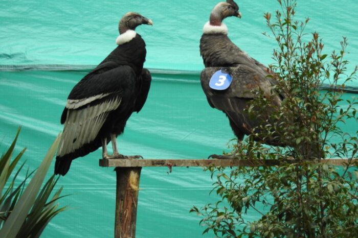 Investigadores revelan riesgos para la supervivencia del cóndor