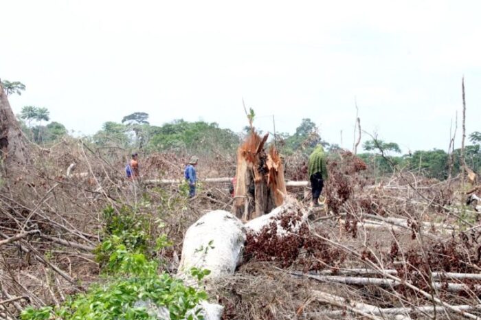 Narcotráfico arrasa bosques y repliega indígenas shipibo en Perú