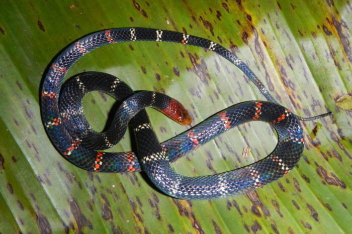 “Las serpientes no quieren tener contacto con los humanos”