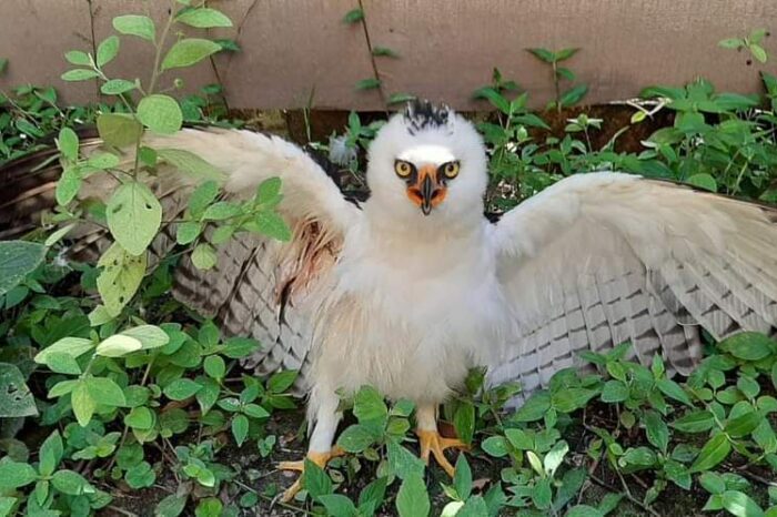 Águila blanquinegra retomó su vuelo después de 10 meses de recuperación