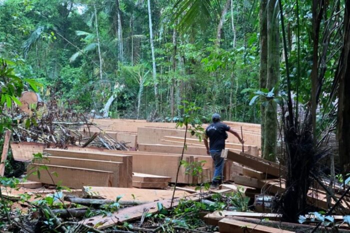 La ruta de la deforestación y el tráfico de madera en Madre de Dios