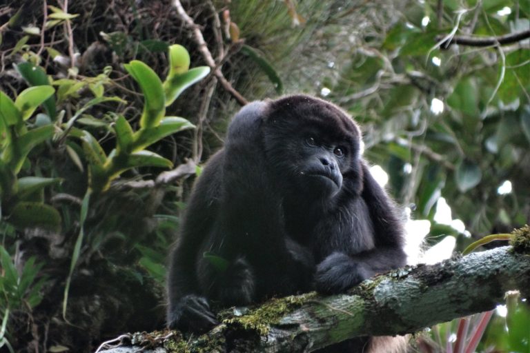 Mono Aullador negro de Bolivia