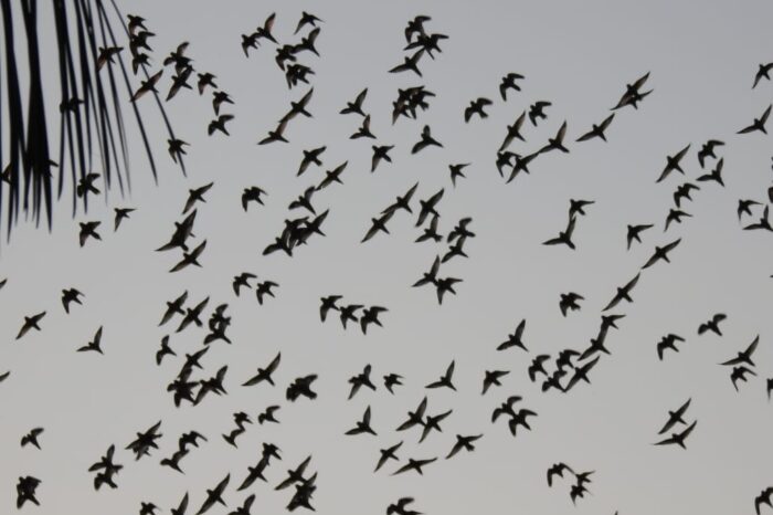 Alza vuelo el Festival Intercultural de Aves de la Amazonia