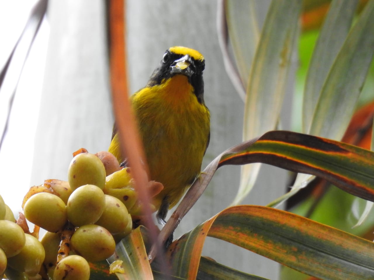 Zarcerito cabeciamarillo, ave endémica del Amazonas. Foto: Francisco Javier Acero